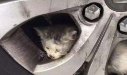 爆料小刚救助流浪猫视频,救助流浪猫，温暖冬日街头